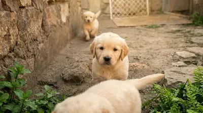 🐕 ƏSİL CİNS ROTVEYLER BALALARI — XÜSUSİ QİYMƏT! — 500 AZN, Bakı, Sabunçu